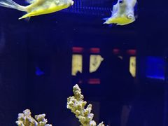 -上海海洋水族馆