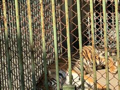 -合肥野生动物园