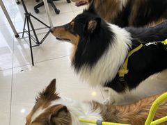 -美联众合动物医院·24h京西诊疗中心