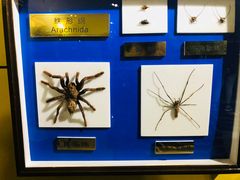 -上海昆虫博物馆