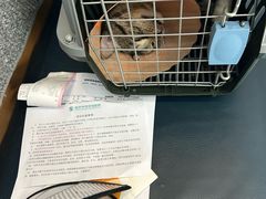 -伟伟宠物医院·瑞派猫友好医院·猫科(光谷店)
