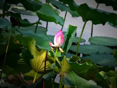 -上海市保健医疗中心