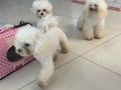 -翊宠yipet猫狗购宠庄园犬舍•猫舍