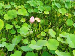-白塘生态植物园