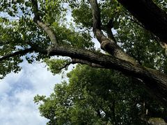 -黎里古镇
