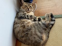 -猫在这儿猫咪咖啡馆·撸猫馆