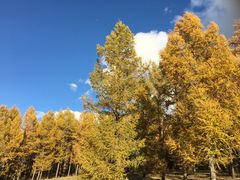 -塞罕坝国家级自然保护区