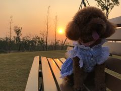 -上海长兴岛郊野公园