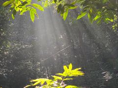 -西双版纳原始森林公园