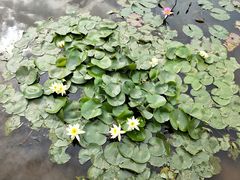 -东莞植物园