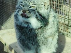 -青藏高原野生动物园