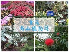 -南山植物园