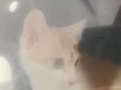 -美联众合动物医院·24h京西诊疗中心