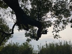 -苏家围·东江画廊旅游景区