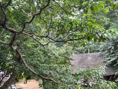 -西双版纳原始森林公园