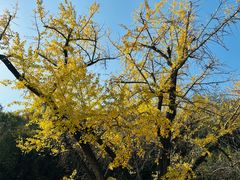 -千年银杏谷文化旅游区