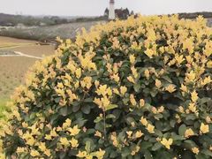-紫颐香薰山谷景区