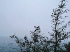 -广东惠东海龟国家级自然保护区