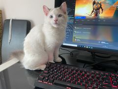 -糯米喵星人总部直营旗舰店·猫舍·幼猫出售