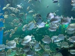 -顺德南宏海立方海洋公园