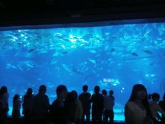 -烟台海昌鲸鲨海洋公园