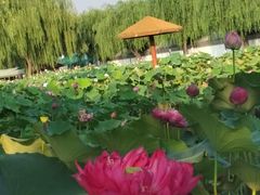 -白洋淀景区