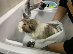 -叮叮猫咪生活馆