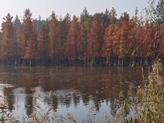 -白鹭湾湿地公园