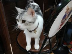 -李小姐の猫咖啡馆(五角场店)