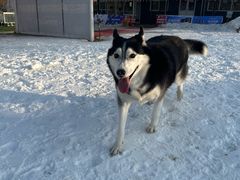 -宠乐会宠物乐园