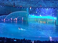 -海合安青岛极地海洋公园