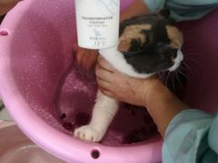 -福懋动物医院·犬猫全科·外科·重症科(杏林分院)