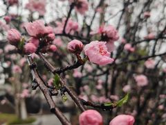 -武汉大学-樱园