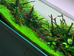 -ADA自然水景世界
