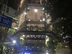 -Rainforest