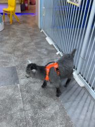 -神奇动物撸宠馆·羊驼·小浣熊·异宠(豫园店)