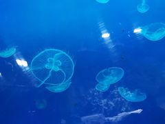 -迪拜水族馆及水下动物园