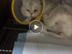 -A猫a狗全科·犬猫异宠·芥西宠物医院(南开总院)