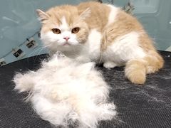 -老吴的猫·猫舍(新区店)