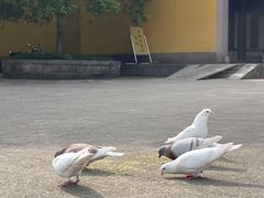 -阿育王寺