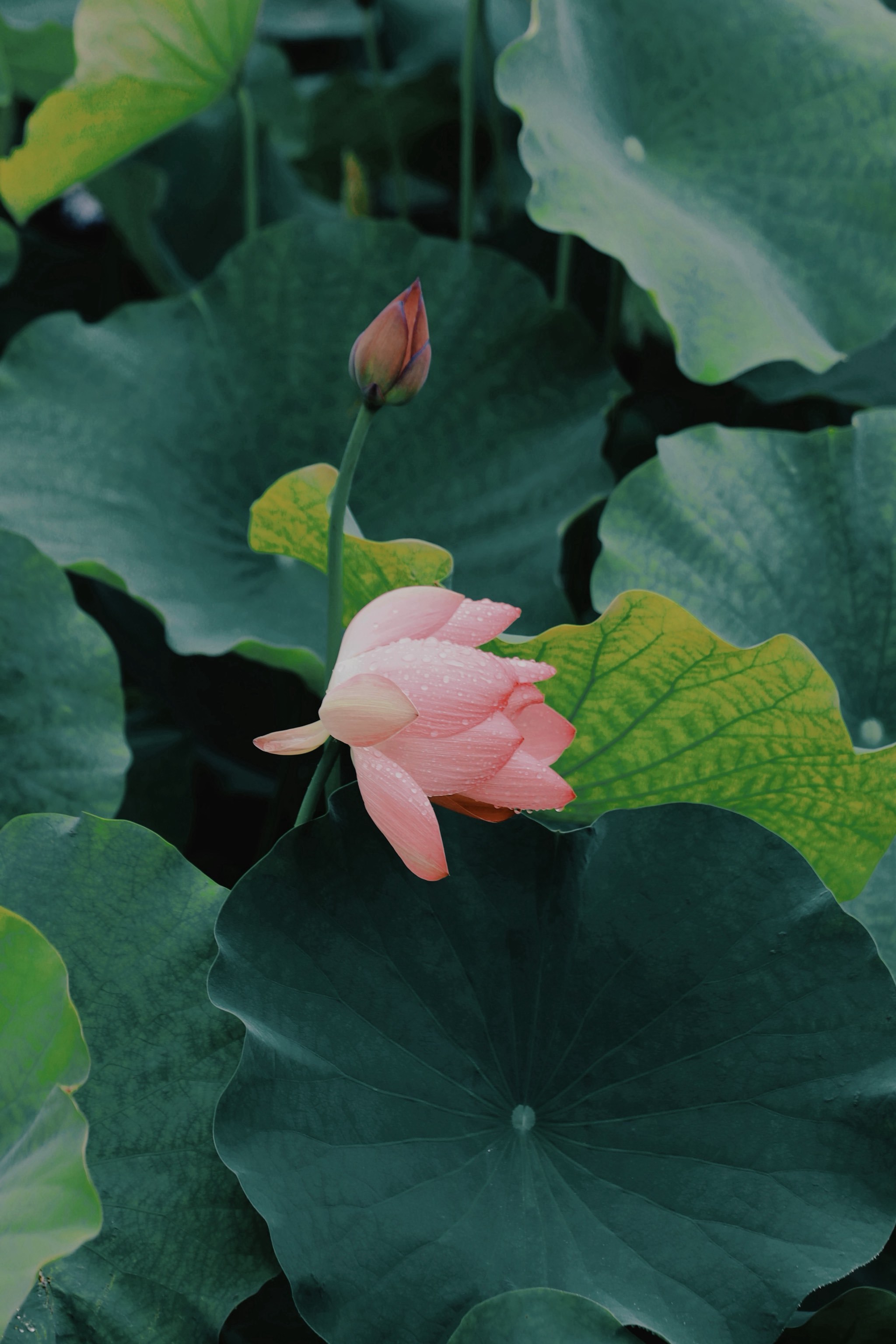 上海赏荷正当时🪷雨天的荷花别有一番意境美📸