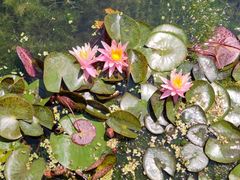 -莲花池公园