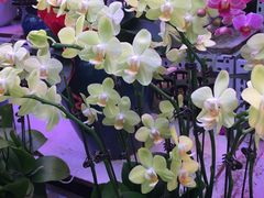 -花鸟鱼虫鲜花绿植市场(玉泉路店)