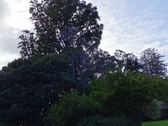 -墨尔本皇家植物园