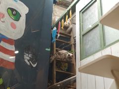 -猫咪博物馆(顶澳仔猫街店)