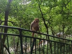 -黔灵山公园