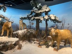 -陕西自然博物馆