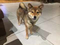 -柴务处·柴犬主题狗咖