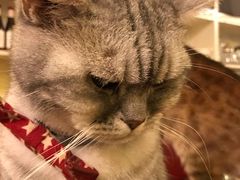 -猫色咖啡·猫咖