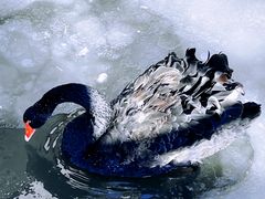 -烟墩角天鹅湖